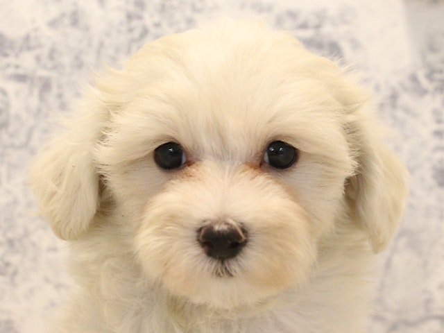 広島県のハーフ犬 (ペッツワン広島LECT店/2024年2月10日生まれ/男の子/クリーム)の子犬